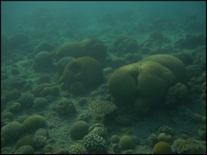 jak odżywiają się korale?