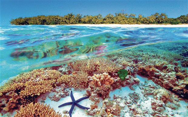 Wielką Rafę Koralową zamieszkuje wiele gatunków ryb, mięczaków oraz roślin.