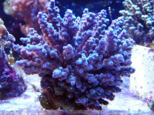 Wśród akwarystów panuje przekonanie, że jod podkreśla kolor niebieski korali. (źródło: http://reefbuilders.com/2008/09/03/guide-of-sps-coral-coloration-make-them-more-vivid-bright/)