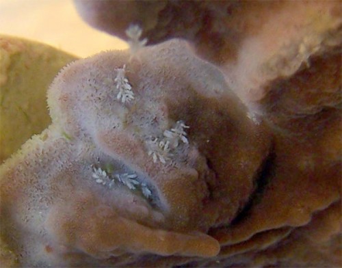 Montipora nudibranch