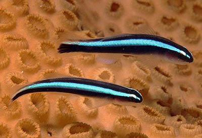 Elactinus oceanops