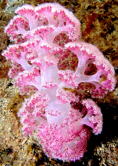 dendronephthya_sp-_pink_soft_coral