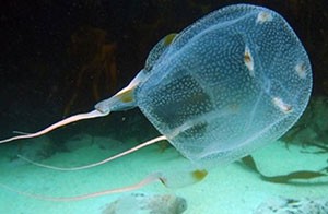 Box jellyfish zwana również morską osą