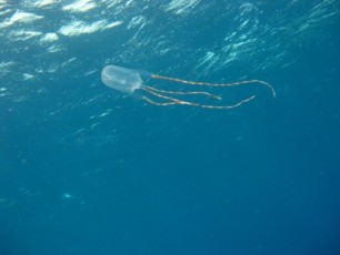 Box jellyfish zwana również morską osą