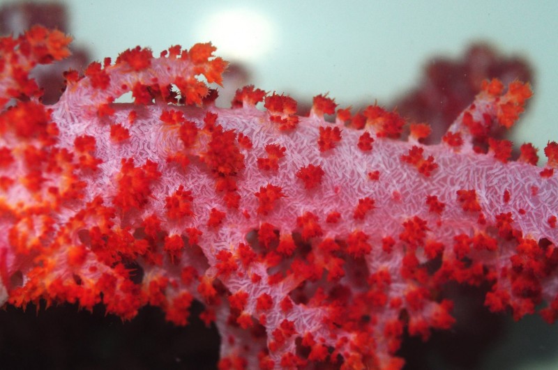 sustainable coral farming