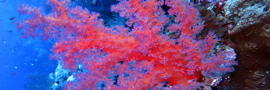 Hodowla korali