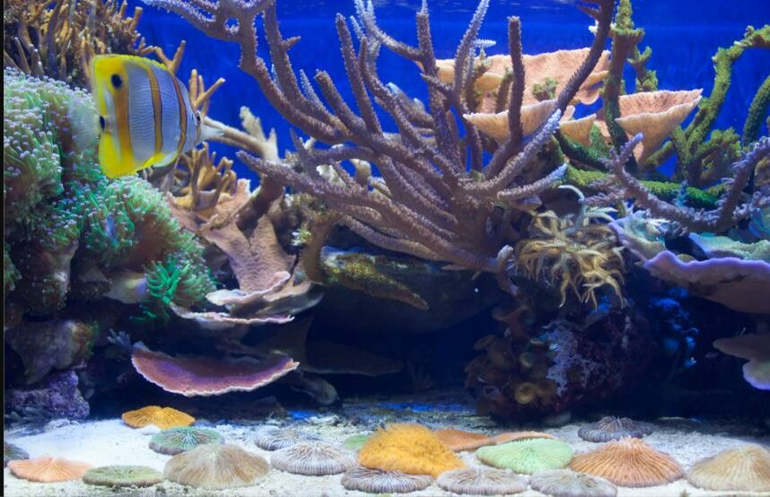 Akwarium koralowe w California Academy of Sciences