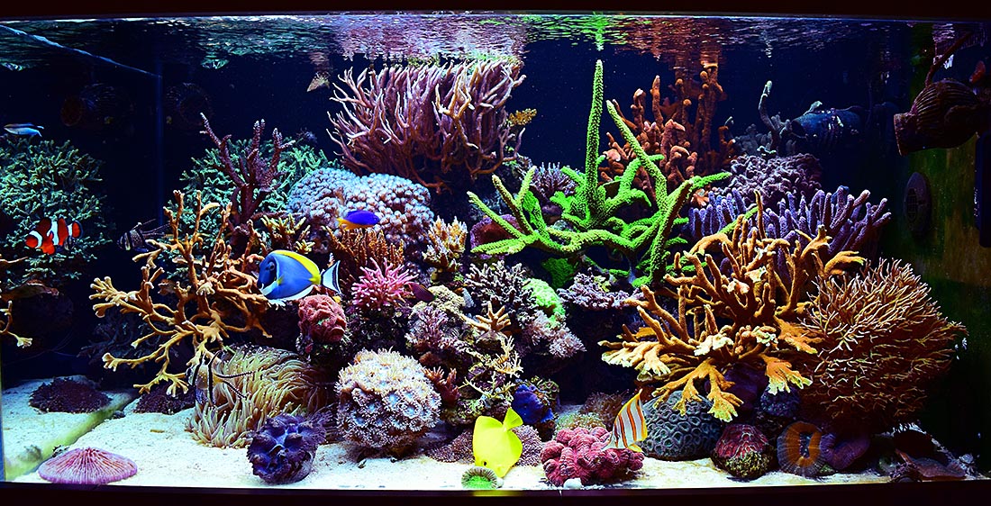 ToTM Reefhub