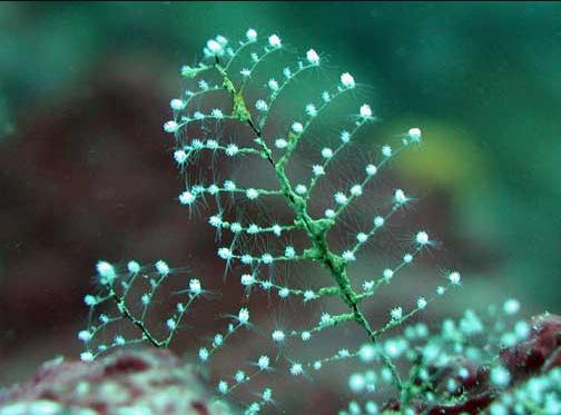 Hydroida choinkowa (Pennaria disticha)